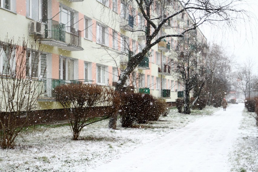 Piotrków, zima 2020: Pierwszy śnieg w tym roku spadł w...