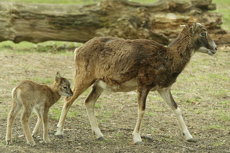 Muflon

W kwietniu w zoo urodził się mały muflon....