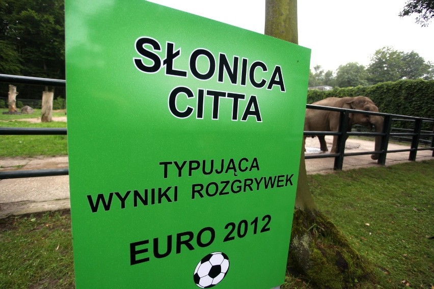 Polska - Rosja - słonica Citta wskazała zwycięzcę