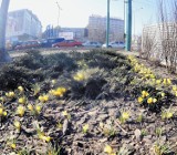 Poznań: Krokusy już kwitną. Wiosna tuż-tuż