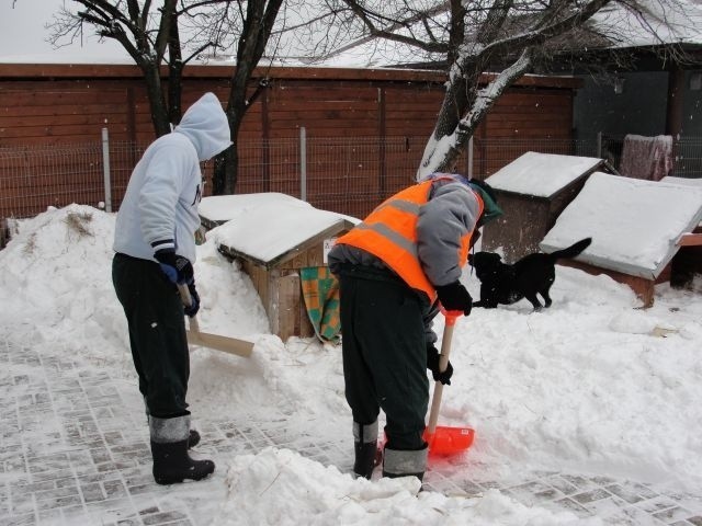 Łódzkie schronisko dla zwierząt odśnieżali osadzeni w zakładzie karnym nr 1