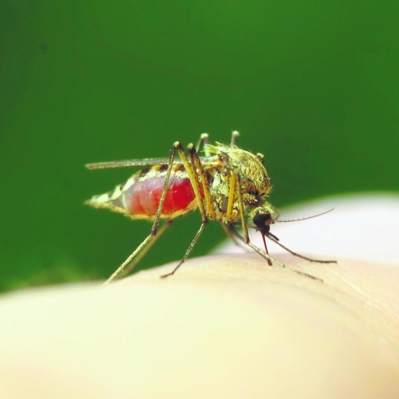 Przyczyną choroby tropikalnej może być np. ukąszenie owada
