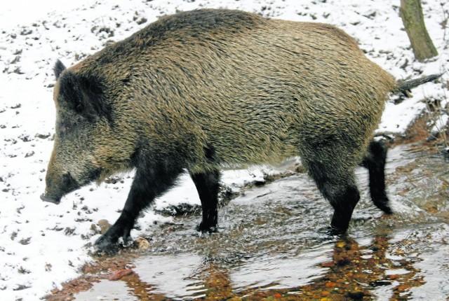 Wilki mogą rozwiązać problem nadmiernej liczby dzików, które niszczą uprawy 