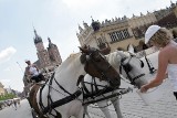 W upał dorożki wjadą na Planty 