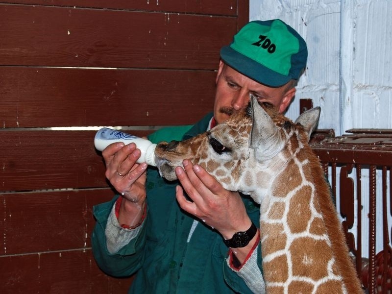 Wrocław: W zoo urodziła się żyrafa (ZDJĘCIA)