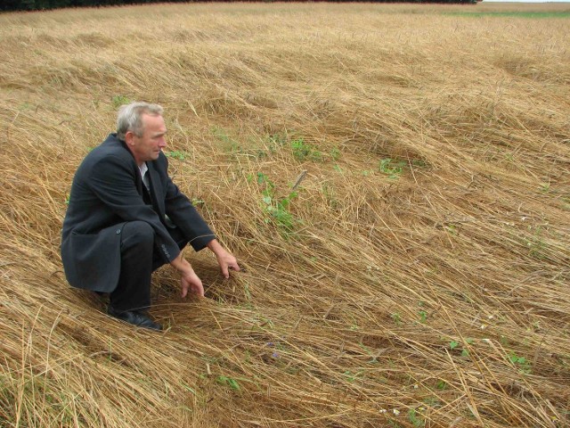 Wojciech Kłek z Łan Wielkich jest załamany marnymi plonami