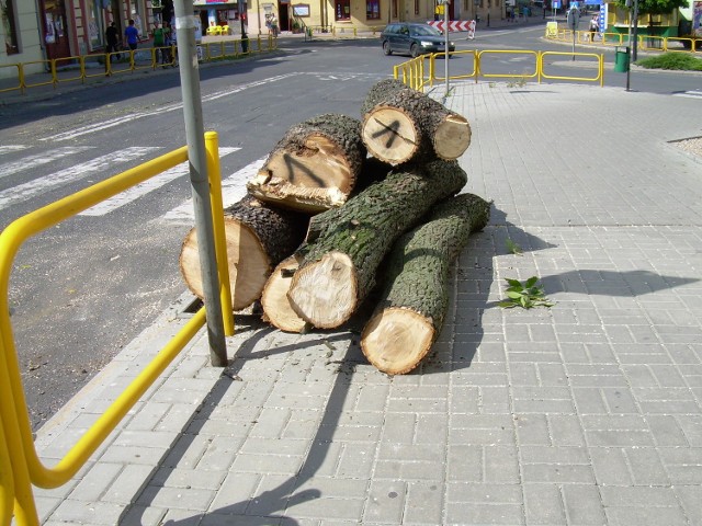 Ścięte drzewa na ul. Lubelskiej. W miejscach ściętych drzew jeszcze w tym roku posadzone będą ozdobne klony i akacje
