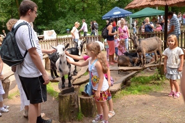 Poznań: Piknik w Nowym Zoo [ZDJĘCIA]