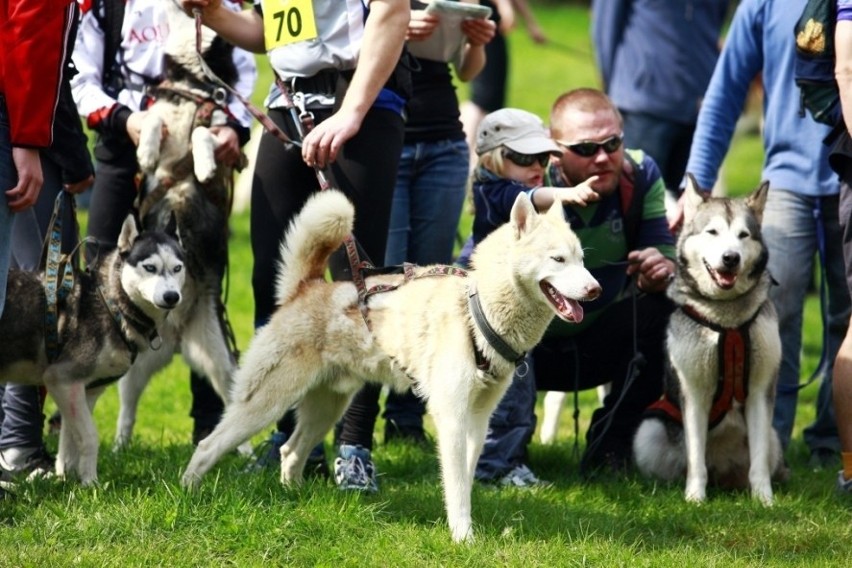 Jelenia Góra: W Przesiece odbyła się trzecia edycja Pucharu Polski w Dogtrekkingu