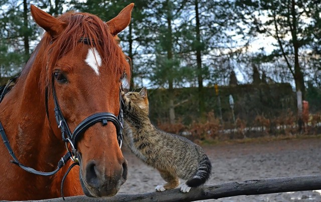 Koń Magik i Kot Czika
