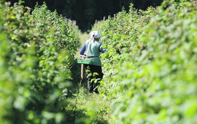 Kobiety twierdzą, że nie dostały pieniędzy za kilka tygodni ciężkiej pracy na plantacji malin i truskawek