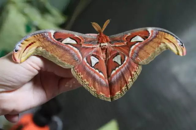 Największy motyl świata w łódzkim ZOO.