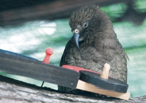 Lucyfer jest bardzo aktywny i nieco złośliwy. W zoo uwielbia rozkręcać zabawki dla dzieci.