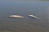 Tarnów: ryby w Białej i Dunajcu zabiły upał i burza