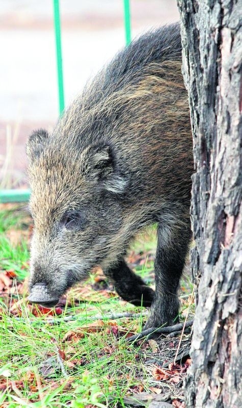 Gdy spotkasz dzika, zachowaj spokój i powoli się oddal