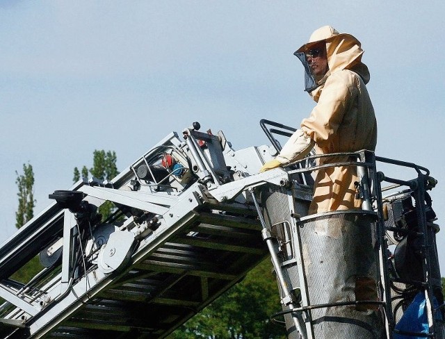 Strażacy są od wszystkiego. Gaszą ogień, ratują ludzi w wypadkach,  ścinają drzewa po nawałnicach i walczą z owadami