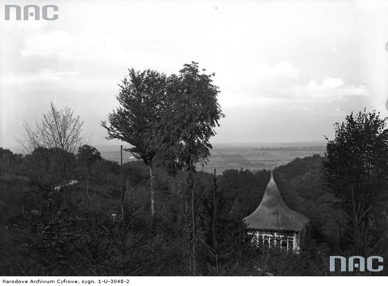 Panorama lasu. Październik 1928 r....