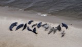 Rekordowa liczba fok na polskim wybrzeżu