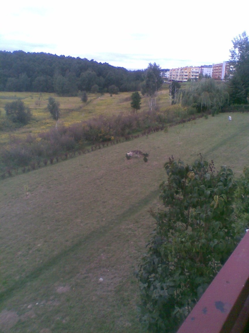 Wilki podchodzą pod bloki na Czubach? Zobacz ZDJĘCIA