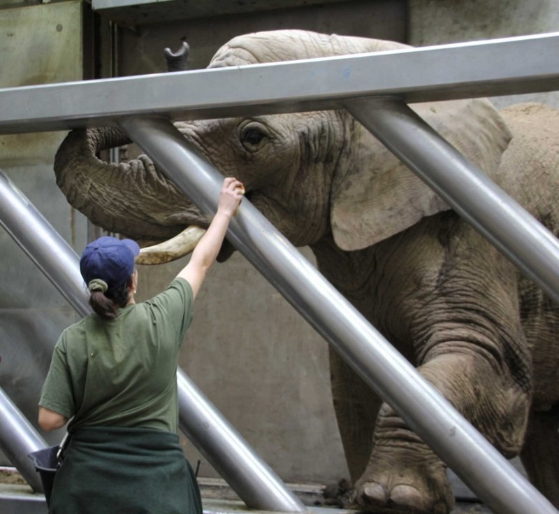 Poznań: Zobacz słonia na dworcu! Wystawa zdjęć &quot;Opiekunowie&quot; o pielęgniarzach z Nowego ZOO