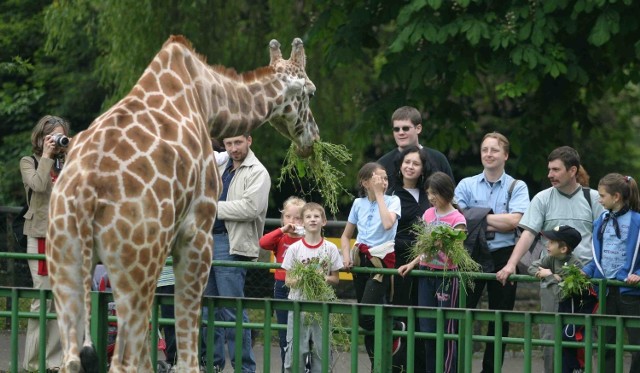 W chorzowskim zoo nie ma już żyraf