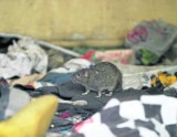 Bielsko-Biała: Po smrodzie oraz muchach teraz plagą są... szczury