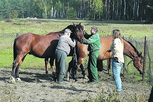 Za bezpiecznym ogrodzeniem konie zostały uwolnione od krępujących je sznurów