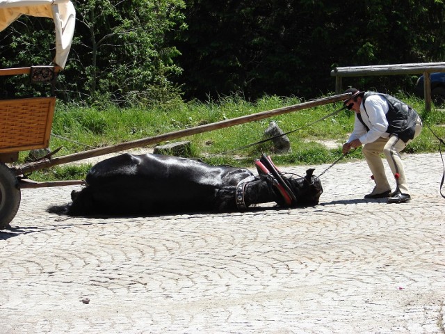 Zdjęcie z 2009 r. od anonimowej turystki. Koń padł z przemęczenia