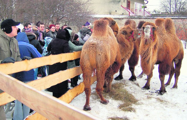 Wielbłądy to największa atrakcja szopki. 6 stycznia przejdą ulicami Tarnowa w pochodzie Trzech Króli