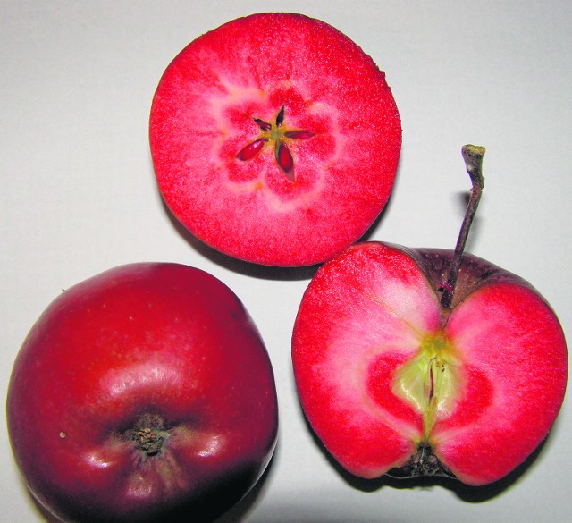 W Brzeznej rosną m.in. jabłka tritity o czerwonym miąższu