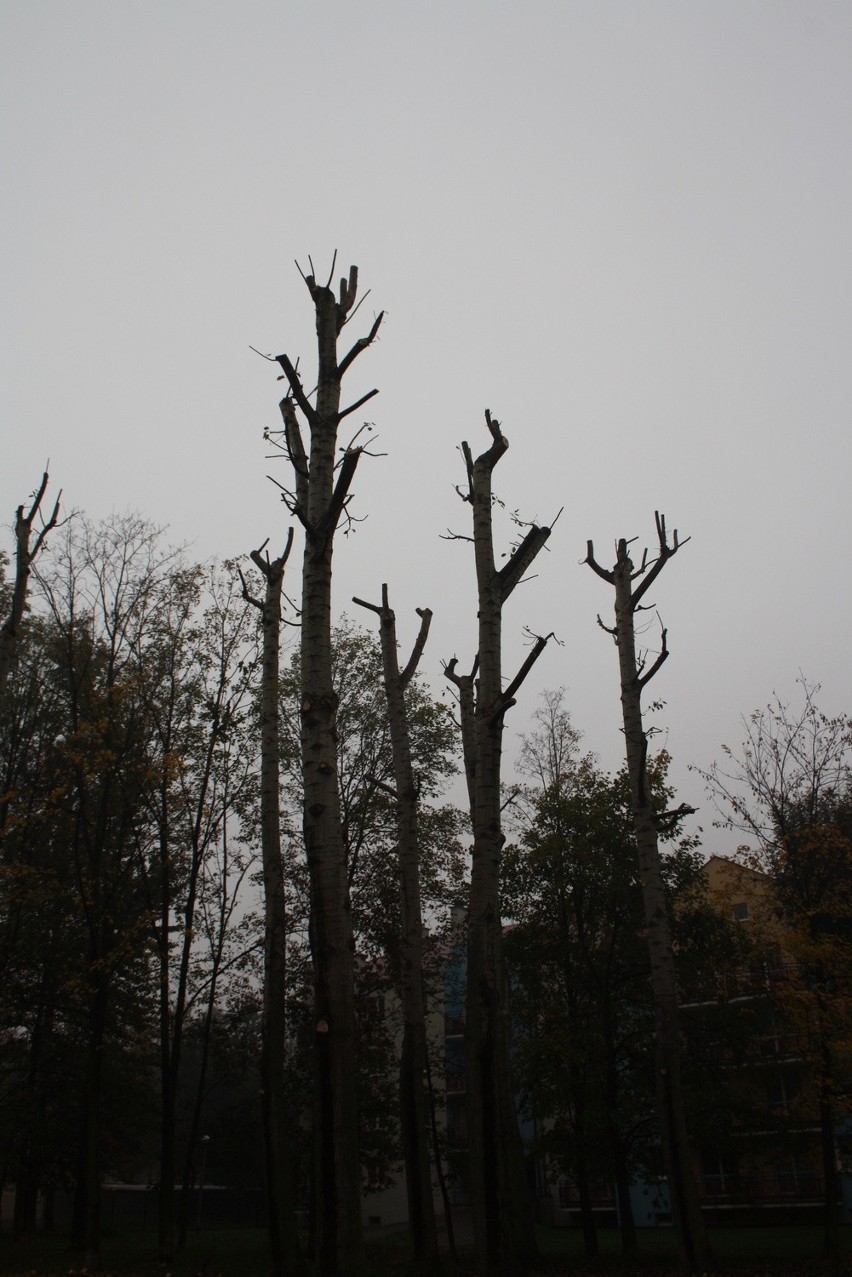 Oświęcim: po ładnych drzewach zostały tylko kikuty [INTERWENCJA]