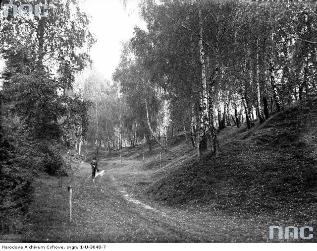 Fragment lasu. Październik 1928 r.http://www.audiovis.nac.gov.pl/obraz/97347/