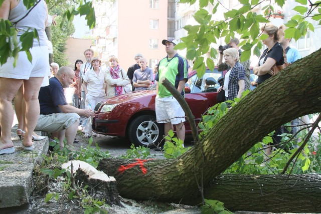 Próba wycinki przy Piotrkowskiej 241