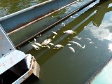 W Odrze znowu znaleziono martwe ryby (ZDJĘCIA)