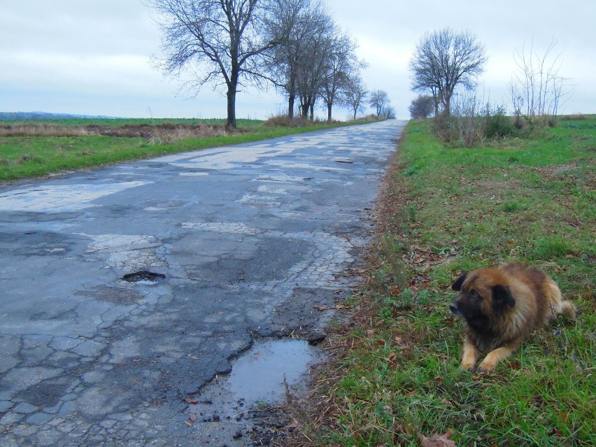 Wolica Uchańska: Pies Euro od 5 miesięcy czeka przy drodze na swojego właściciela