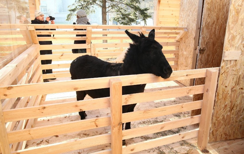 Mela, Agatka i Zbójnik w szopce przed katedrą [ZDJĘCIA]