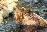 Na Dolnym Śląsku grasuje niedźwiedź