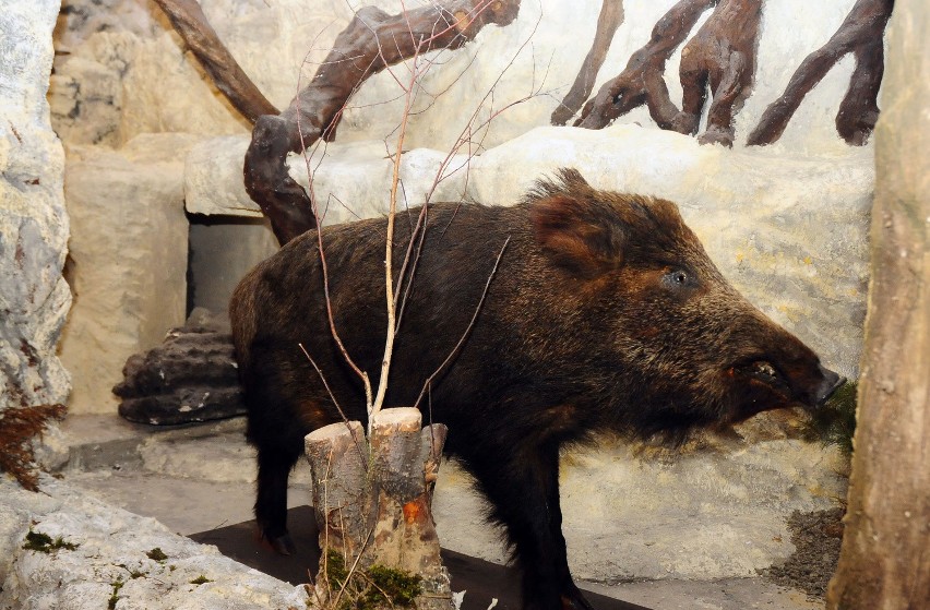 Kraków: w zdewastowanym Aquarium znów pojawią się zwierzęta [ZDJĘCIA]