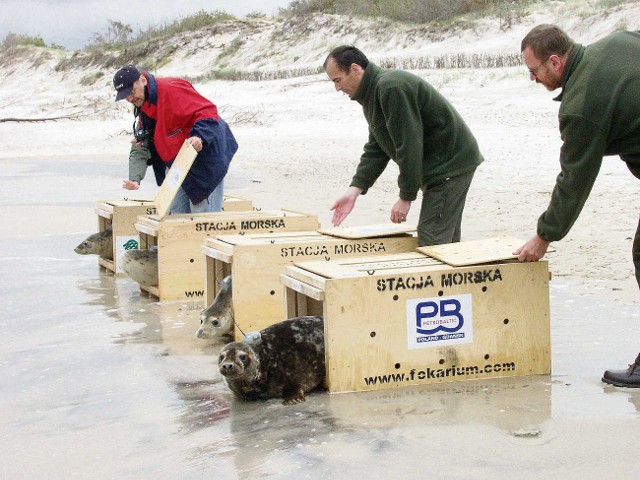 Młode foki każdego roku są wypuszczane do morza na plaży w okolicach Czołpina