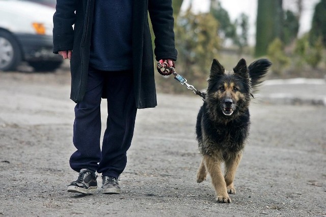 Opłata za posiadanie psa ma wzrosnąć z 55 zł w 2012 roku do 90 zł w 2013 roku.