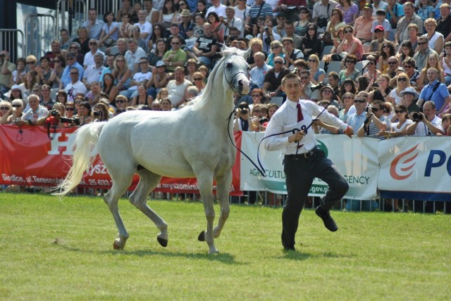 Emmona, klacz ze stadniny koni w Michałowie została czempionem Best of the Show