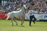 Konie arabskie na pokazie w Janowie Podlaskim