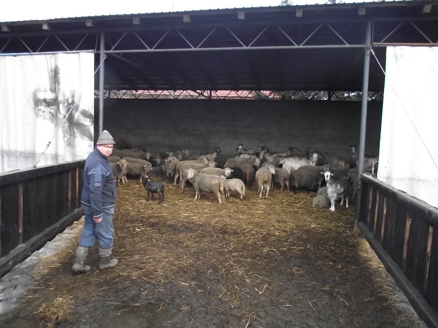 Wrocław hoduje owce i kozy. Wydaliśmy już na nie 100 tys. zł