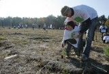 Wolontariusze sadzili las na zapadlisku w Knurowie