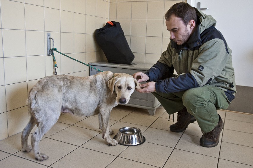 Wrocław: Uratowali suczkę porzuconą w szczerym polu (ZDJĘCIA)