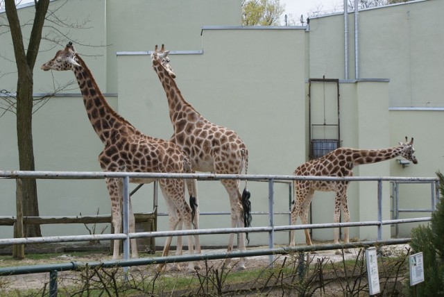 Pięć żyraf urodzonych w Łodzi żyje w różnych ogrodach zoologicznych. Formalnie jednak należą do łódzkiego zoo.