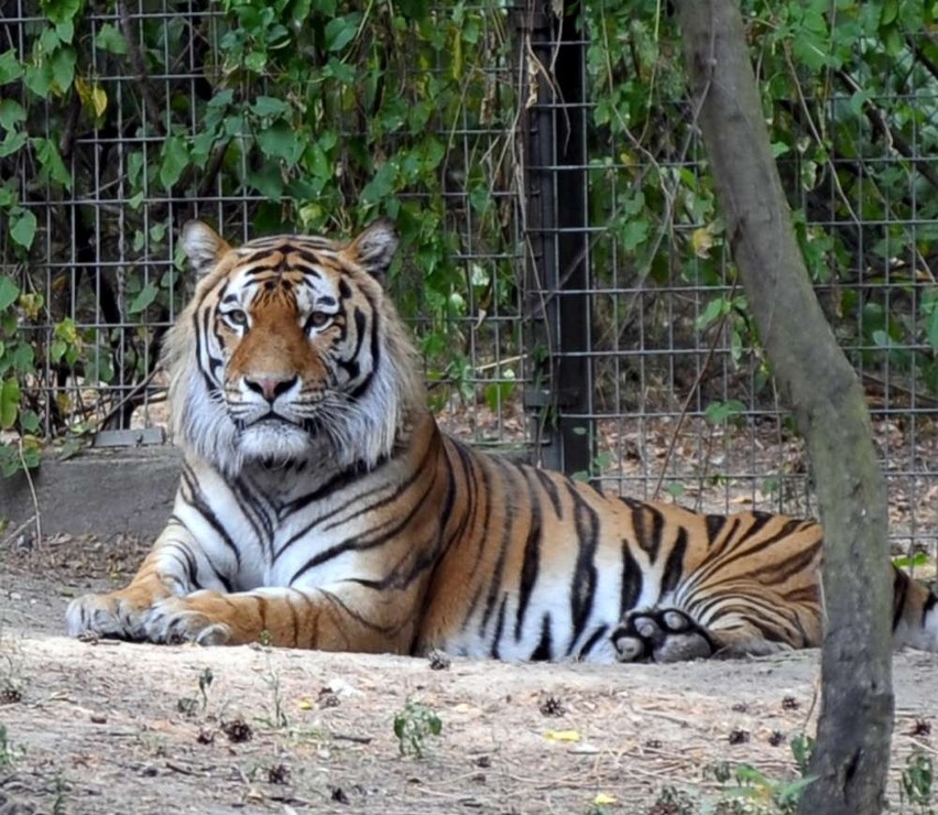 Tygrysy syberyjskie - są  największymi drapieżnikami na...
