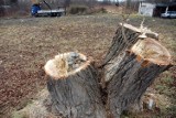 Kraków: inwestor wyciął drzewa. Mieszkańcy przerażeni