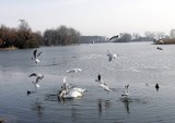 Natura 2000 w Wielkopolsce może być zagrożona