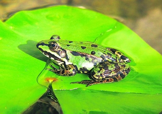 Zielone żaby z Lasu Pilczyckiego czeka teraz przeprowadzka w nowe miejsce
